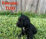 Small Photo #10 Labradoodle Puppy For Sale in PRAIRIEVILLE, LA, USA