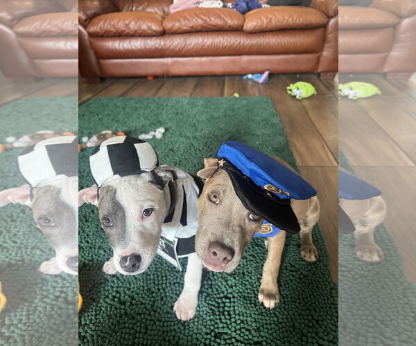 Medium Photo #1 Blue Lacy-Labrador Retriever Mix Puppy For Sale in The Woodlands, TX, USA