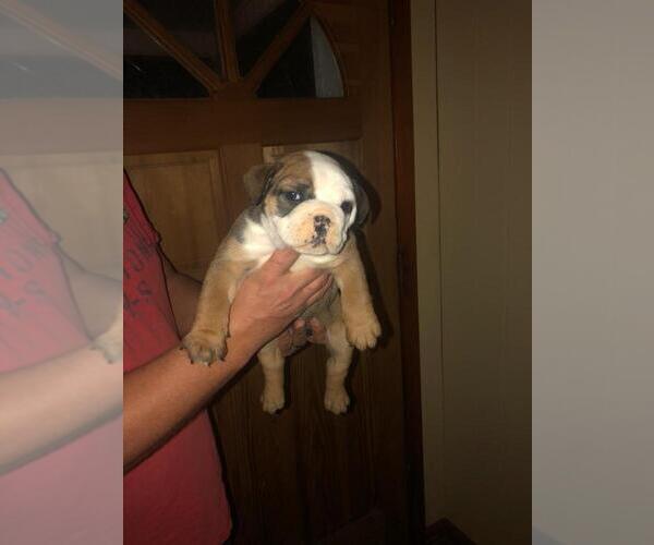 Medium Photo #2 English Bulldog Puppy For Sale in SPENCER, TN, USA
