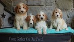 Small Photo #3 Goldendoodle Puppy For Sale in GAP, PA, USA