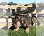 Small #2 French Bulldog