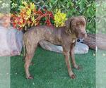 Small American Pit Bull Terrier-Labrador Retriever Mix