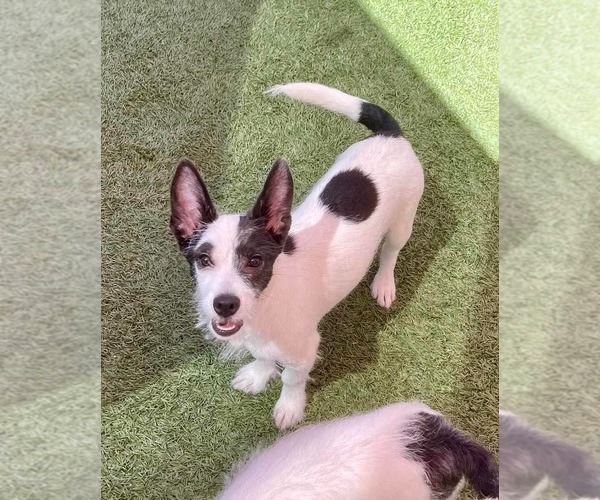 Medium Photo #13 Mutt Puppy For Sale in Escondido, CA, USA