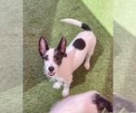 Small #12 Mutt