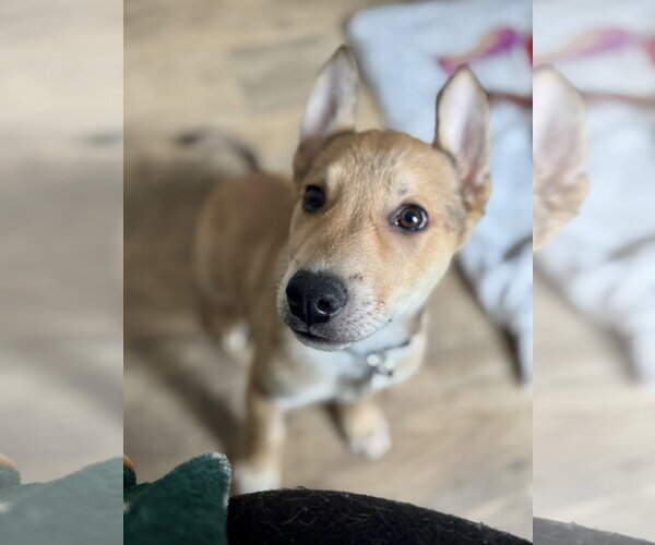 Medium Photo #15 German Shepherd Dog-Unknown Mix Puppy For Sale in Holly Springs, NC, USA