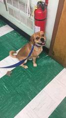 Beagle-Puggle Mix Puppy for sale in WESTVILLE, NJ, USA
