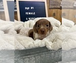 Image preview for Ad Listing. Nickname: Puppy 1