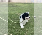 Small Photo #18 Cocker Spaniel Puppy For Sale in AVONDALE-GOODYEAR, AZ, USA