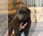 Small #4 German Shepherd Dog