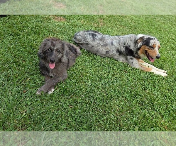 Medium Photo #3 Aussiedoodle Puppy For Sale in SALISBURY, PA, USA