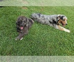 Small Photo #13 Aussiedoodle Puppy For Sale in SALISBURY, PA, USA