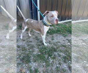 Lincoln - Male Mutt Dog for Adoption - Photo #4