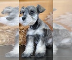 Small #15 Schnauzer (Miniature)