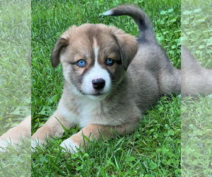 Huskies -Jack Russell Terrier Mix Dogs for adoption in MECHANICSBURG, PA, USA