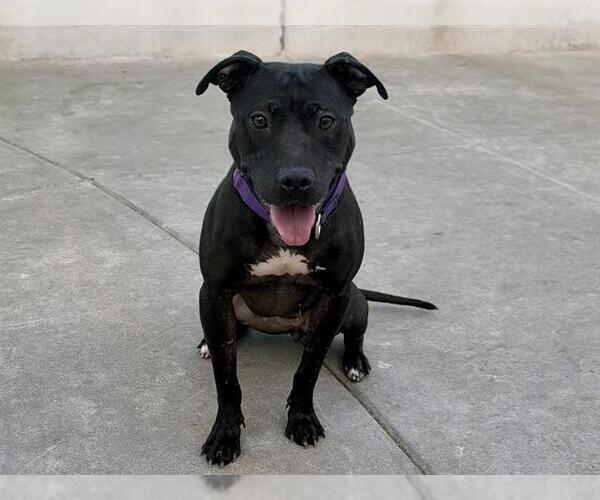 Medium Photo #1 Mutt Puppy For Sale in Martinez, CA, USA