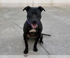 Mutt Dogs for adoption in Martinez, CA, USA