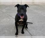 EVE - Female Mutt Dog for Adoption - Small photo