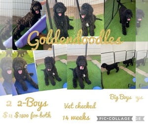 Goldendoodle Puppy for sale in MENIFEE, CA, USA