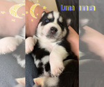 Small Photo #6 Siberian Husky Puppy For Sale in ASBURY PARK, NJ, USA
