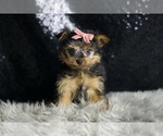 Small #2 Yorkshire Terrier