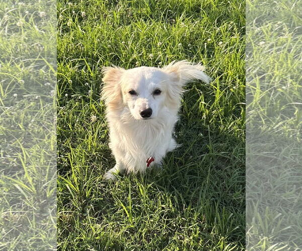 Medium Photo #3 Chiranian Puppy For Sale in Pacolet, SC, USA