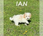 Small #2 Cockapoo (Miniature)