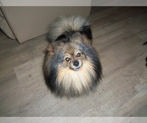 Pomeranian Puppy for sale in BONNIE VIEW, TX, USA