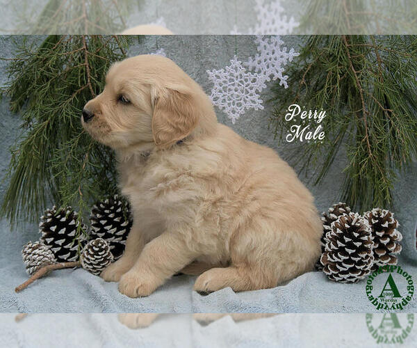 Medium Photo #2 Golden Retriever Puppy For Sale in HARRISONBURG, VA, USA