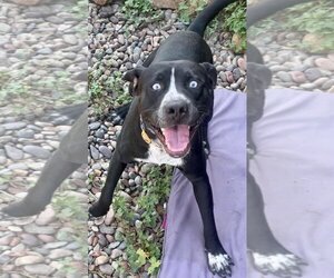 Huskies -Labrador Retriever Mix Dogs for adoption in Weatherford, TX, USA