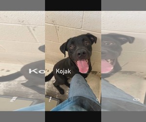 Boxador Dogs for adoption in Sheboygan, WI, USA