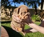 Puppy Pickles Bulldog