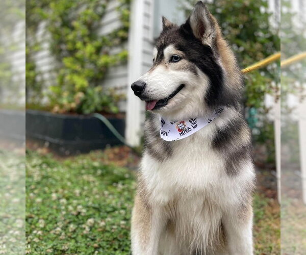 Medium Photo #6 Alaskan Malamute Puppy For Sale in Spring Lake, NC, USA