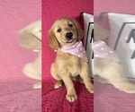 Small #4 Golden Retriever