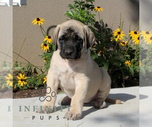 Mastiff Puppy for sale in RED LION, PA, USA