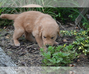 Medium Golden Retriever
