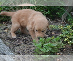 Puppy Ruby Golden Retriever