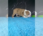 Small #12 Boston Terrier