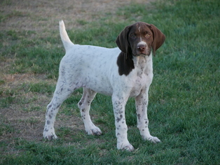 German Shorthaired Pointer Puppy for sale in MESA, AZ, USA
