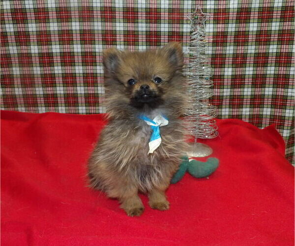 Medium Photo #1 Pomeranian Puppy For Sale in PATERSON, NJ, USA