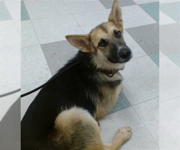 Medium Photo #1 German Shepherd Dog-Unknown Mix Puppy For Sale in Oklahoma City, OK, USA