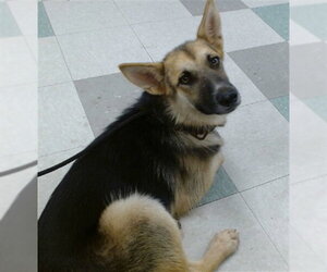 German Shepherd Dog-Unknown Mix Dogs for adoption in Oklahoma City, OK, USA