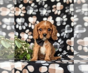 Cavalier King Charles Spaniel Puppy for sale in QUARRYVILLE, PA, USA