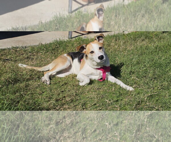 Medium Photo #8 Beagle-Unknown Mix Puppy For Sale in McKinney, TX, USA