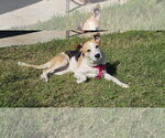 Small #7 Beagle Mix