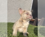 Small #23 French Bulldog