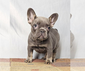 French Bulldog Puppy for sale in PHOENIX, AZ, USA