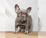 Small French Bulldog