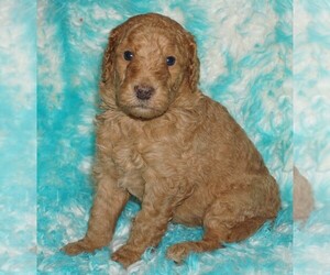 Labradoodle Puppy for sale in LA HABRA, CA, USA