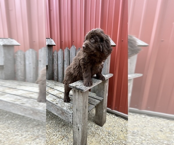 Medium Photo #2 Newfoundland Puppy For Sale in NEW HARTFORD, IA, USA