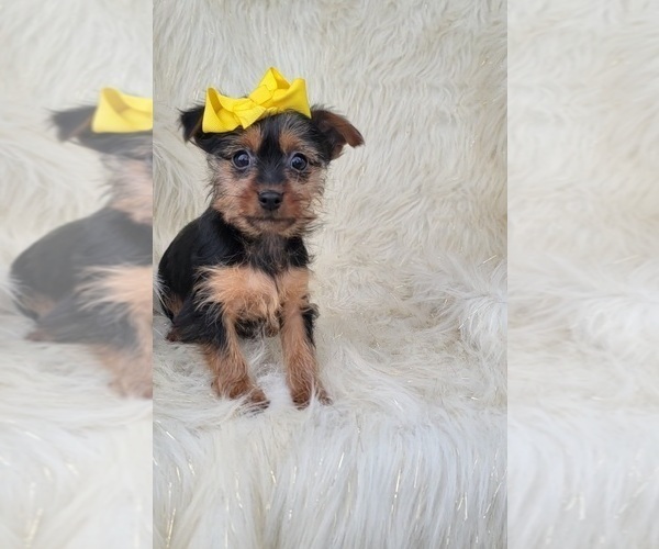 Full screen Photo #1 Yorkshire Terrier Puppy For Sale in INDIANAPOLIS, IN, USA